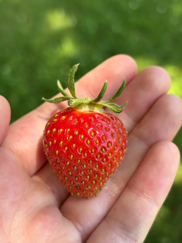 A freshly picked strawberry held in hand