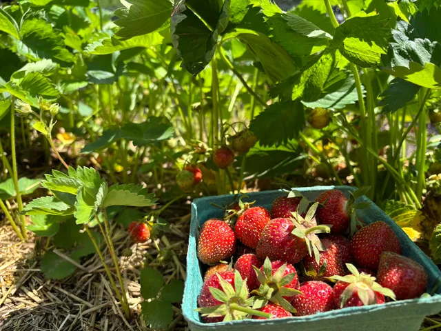 A basket of strawberries in the patch