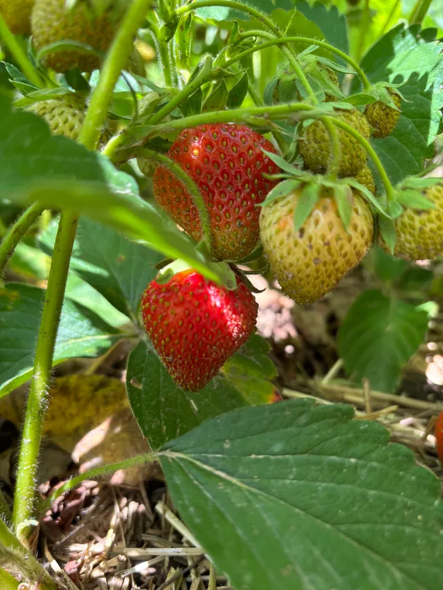 Strawberries ripening on the vine