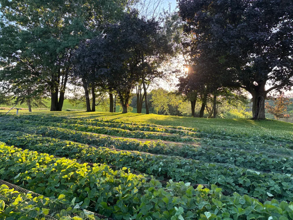 Rows of strawberry plants on the ridge at golden hour