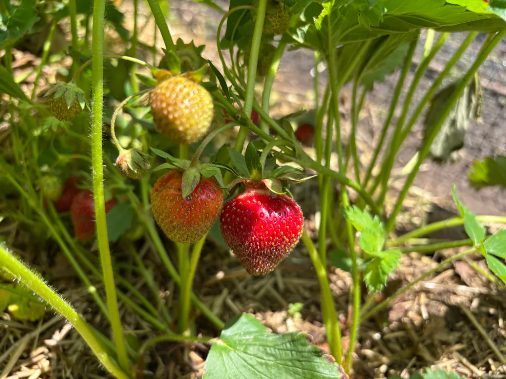 Strawberries ripening on the vine