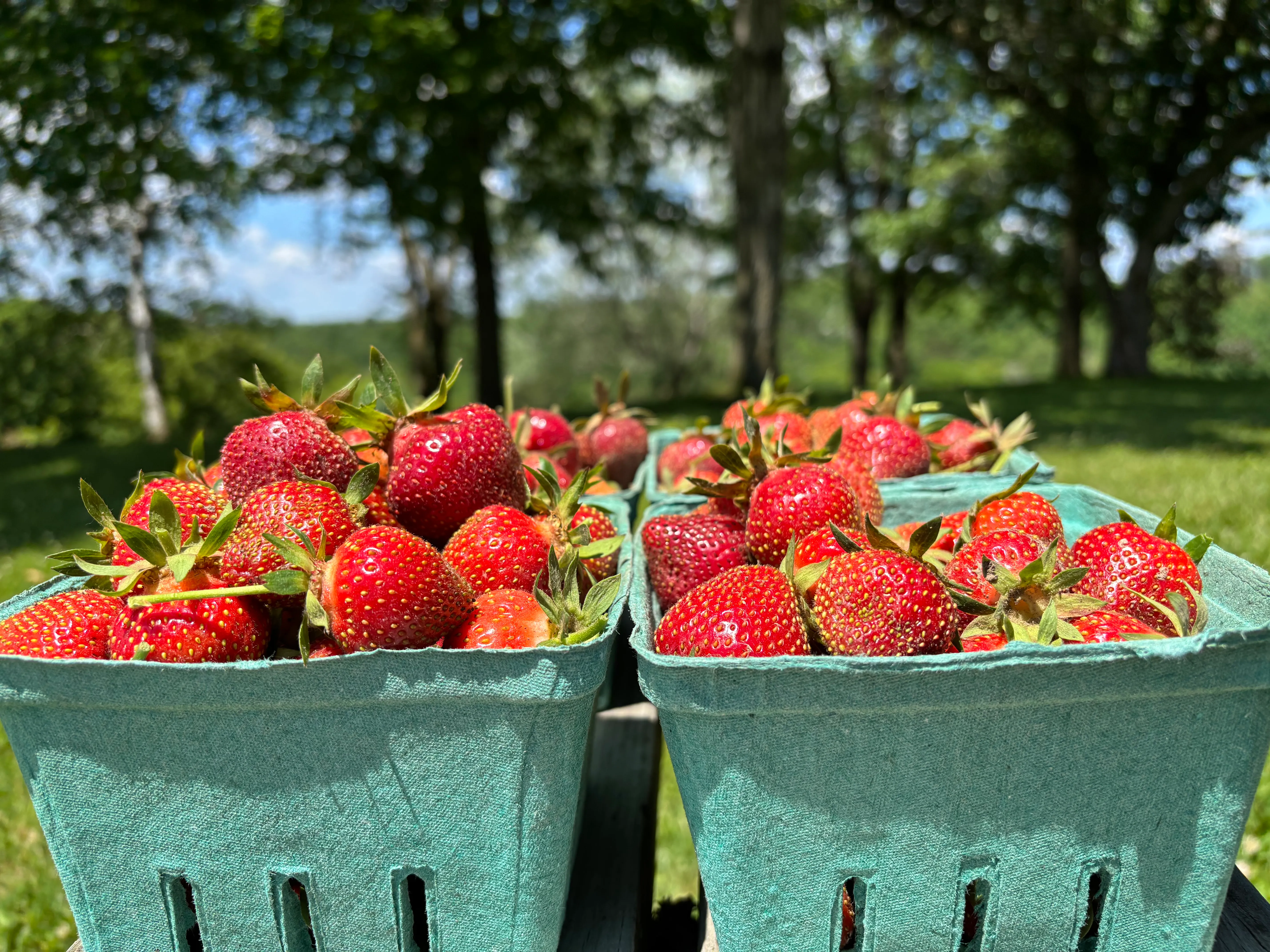 Freshly picked strawberries in baskets on the farm